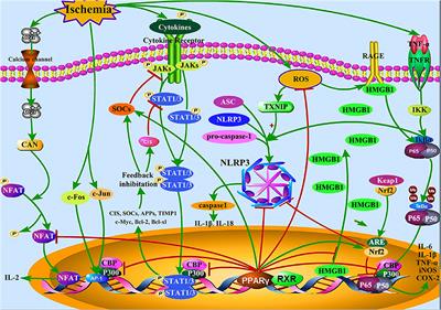 The Protective Effects of Peroxisome Proliferator-Activated Receptor Gamma in Cerebral Ischemia-Reperfusion Injury